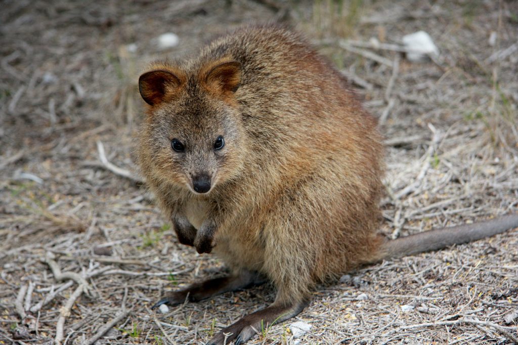 quokka kaufen